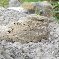 «شبگرد مصری» پس از ۶۰ سال به گیلان بازگشت
