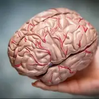 نخوابیدن، مغز را یک‌سال پیرتر می‌کند