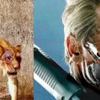 صورت شیر زخمی شبیه «ترمیناتور» شد!