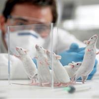 سمینار ملی فناوری‌های جایگزین حیوانات آزمایشگاهی برگزار می‌شود