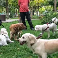 برگزاری کلاس اجتماعی‌سازی سگ‌ها در یکی از پارک‌های تهران!