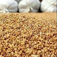 دستیابی به دانش فنی بومی تولید جایگزین کنجاله سویا با استفاده از ضایعات کشاورزی