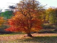 طبیعت پاییزی جنگل الندان
