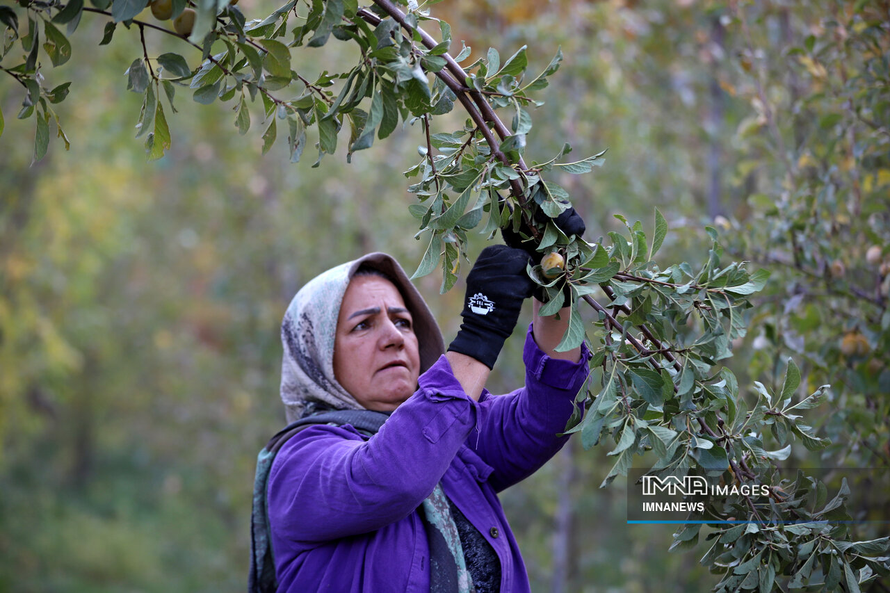 عکس/ برداشت آلو در روستای «حیدره قاضی خان» همدان
