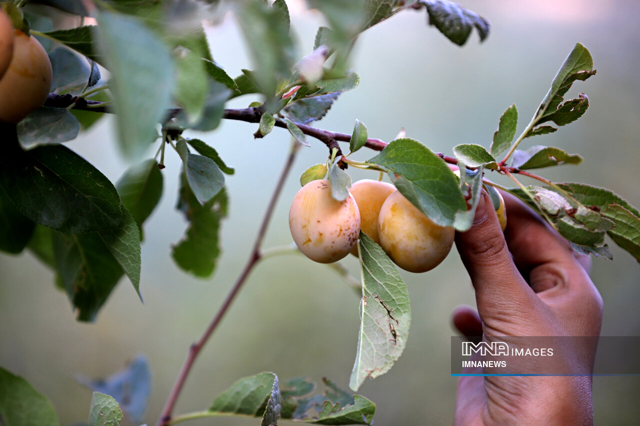 عکس/ برداشت آلو در روستای «حیدره قاضی خان» همدان