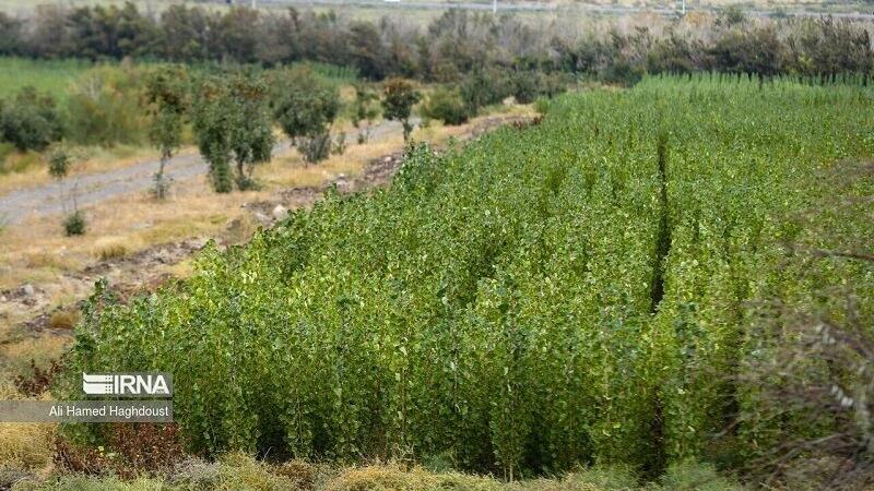 بیش از ۲ میلیون اصله نهال صنوبر در کردستان تولید شد