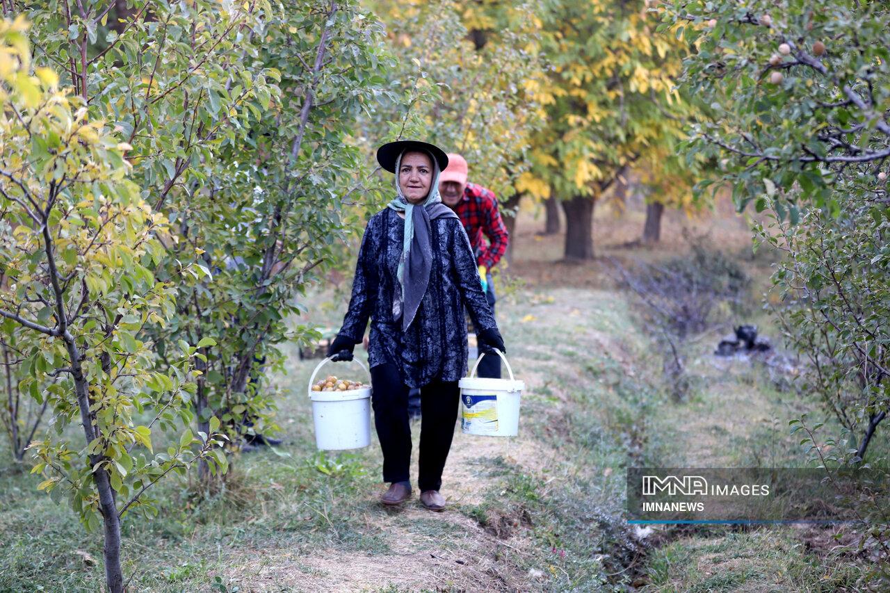 عکس/ برداشت آلو در روستای «حیدره قاضی خان» همدان