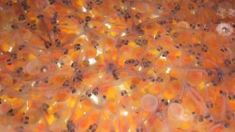 واردات ۴۰۰ هزار تخم ماهی چشم‌زده در خمین
