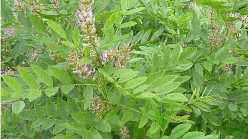 از مدیترانه تا ایلام؛ شیرین‌بیان گیاهی که هم طعم دارد هم درمان