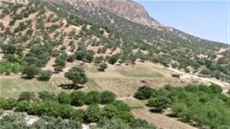 ۷۳ هزار هکتار به وسعت جنگل‌های دست‌کاشت زنجان افزوده شد
