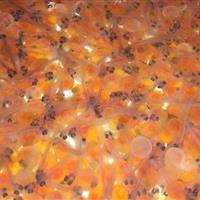 واردات ۴۰۰ هزار تخم ماهی چشم‌زده در خمین