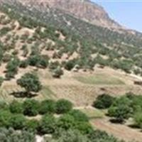 ۷۳ هزار هکتار به وسعت جنگل‌های دست‌کاشت زنجان افزوده شد