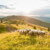 انسان عامل اصلی تغییر شکل جوامع حیوانی شد