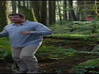 وقتی یک درخت در جنگل قطع میشود!