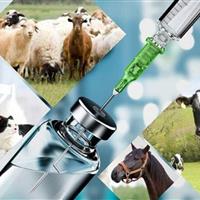 دامپزشکی، محور سلامت واحد و امنیت غذایی در کشور