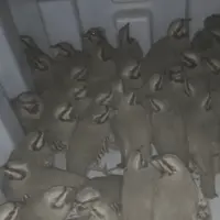 کشف ۴۱ قطعه کبک زنده از متخلف شکار در فریدون‌شهر 