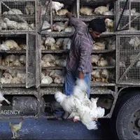 ۱۰ هزار قطعه مرغ زنده قاچاق در سوادکوه کشف شد