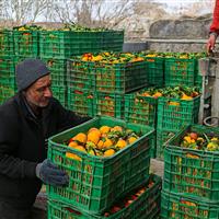 خرید مستقیم میوه نوروزی در استان مرکزی؛ ۲ برابر سال گذشته و بدون واسطه