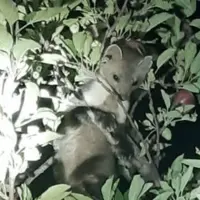 مشاهده سمور سنگی در تنگ‌خرسی شهرستان سمیرم