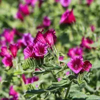 مصرف این گل سبب کاهش استرس و اضطراب می‌شود