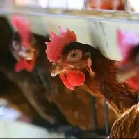 دستیابی محققان به فناوری تلقیح مصنوعی خروس نژاد «آرین» برای تولید با کیفیت طیور