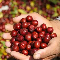 میوه‌ای با خواص جادویی؛ از پاکسازی کبد تا رفع یبوست
