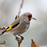 دستگیری متخلف زنده‌گیری سهره طلایی در شیروان