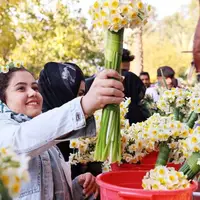 جشنواره گل نرگس جویبار ثبت ملی شد