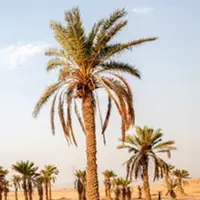 آبیاری یک میلیون اصله نخل در شهرستان دشتستان آغاز شد