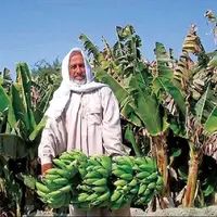 برداشت موز در سیستان و بلوچستان از ۱۸۰ هزار تُن فراتر رفت