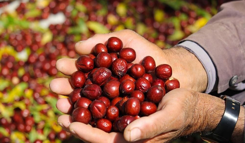 میوه‌ای با خواص جادویی؛ از پاکسازی کبد تا رفع یبوست