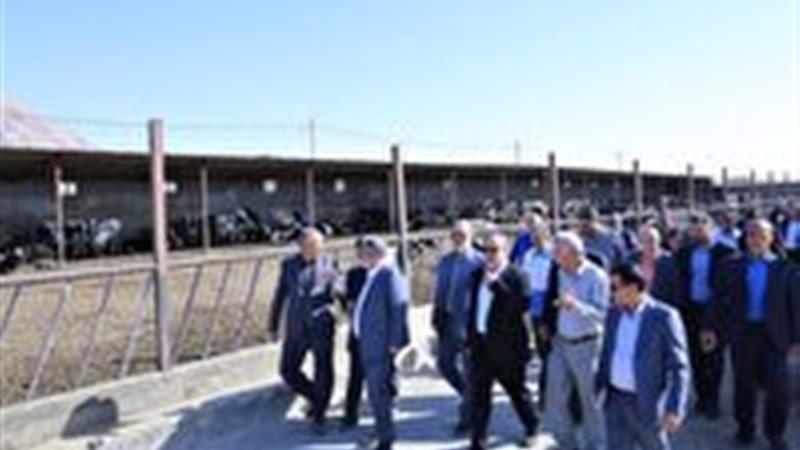 تأمین نهاده های دامی از اولویت های خراسان جنوبی