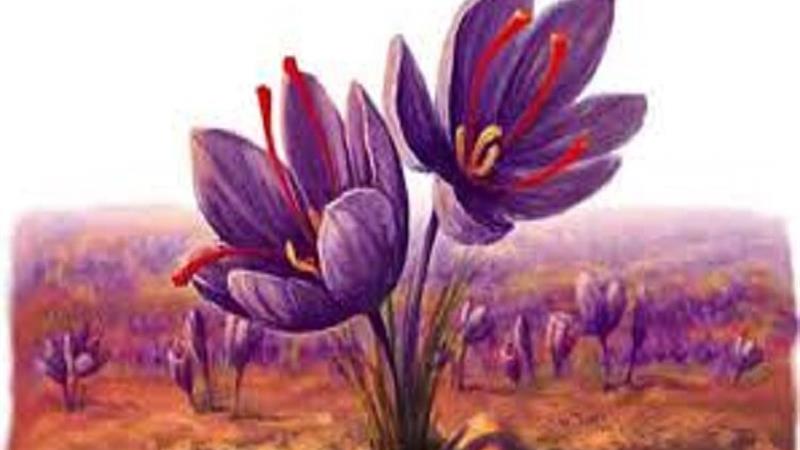 اجرای طرح «پلتفرم پالیز» در مزارع زعفران در خراسان شمالی