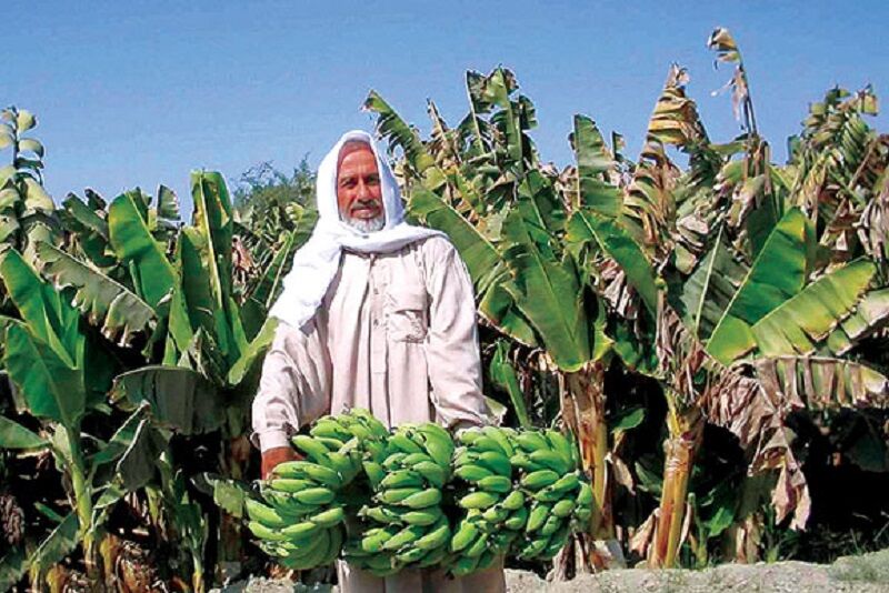 برداشت موز در سیستان و بلوچستان از ۱۸۰ هزار تُن فراتر رفت