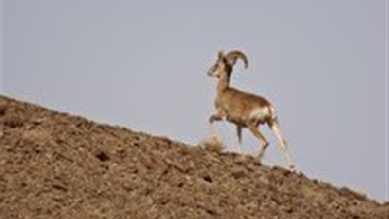 سرشماری پاییزه پستانداران شاخص در خراسان جنوبی