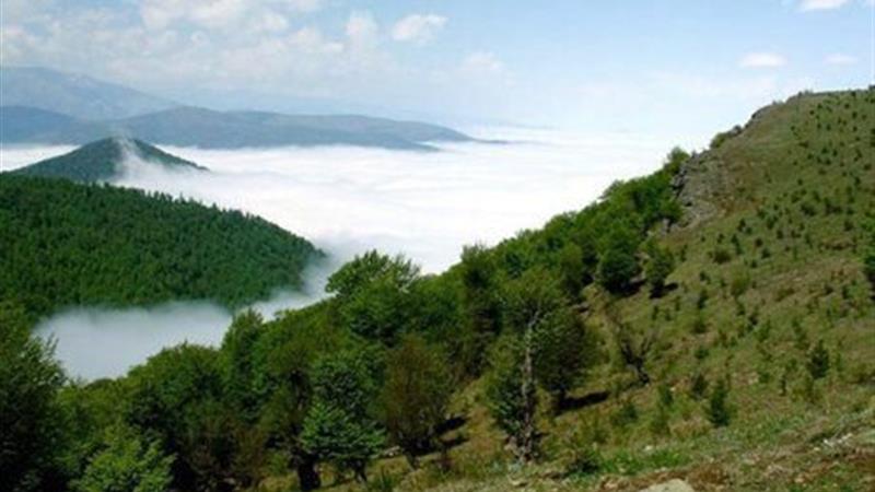 مدیریت یکپارچه جنگل‌داری؛ راه نجات جنگل‌های زاگرس از زوال و خشکیدگی