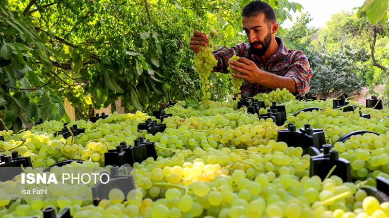 ۱۰ تُن انگور از باغات تیران برداشت شد