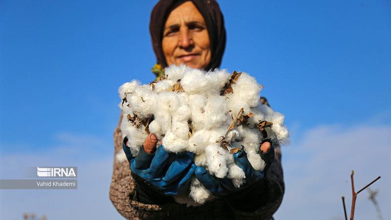 طلای سفید در دستان کشاورزان خراسان‌شمالی؛ برداشت پنبه آغاز شد
