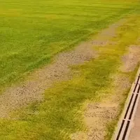 واکنش عجیب به زردی چمن یادگار!