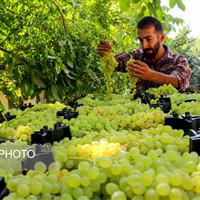 ۱۰ تُن انگور از باغات تیران برداشت شد