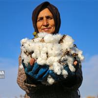 طلای سفید در دستان کشاورزان خراسان‌شمالی؛ برداشت پنبه آغاز شد