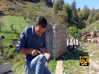پشم‌چینی پائیزه در روستای سیفه ژیه در غرب گیلان
