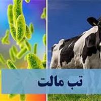 افزایش بیماری تب مالت در خراسان شمالی