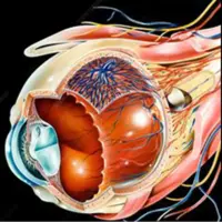 تخم مرغ سوپ و آش چه نقشی در سلامت شبکیه چشم دارند؟