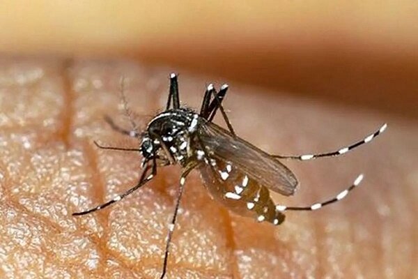 ابتلای ۶۶ نفر به بیماری «تب دنگی» در هرمزگان