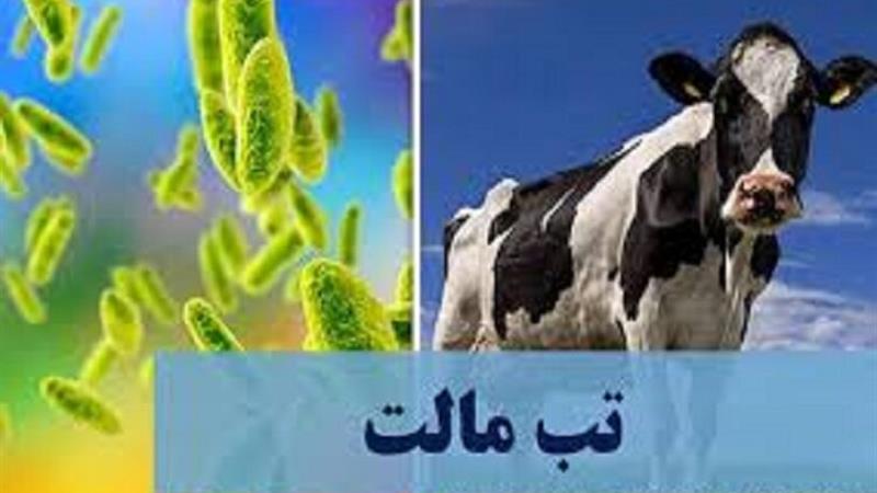 افزایش بیماری تب مالت در خراسان شمالی