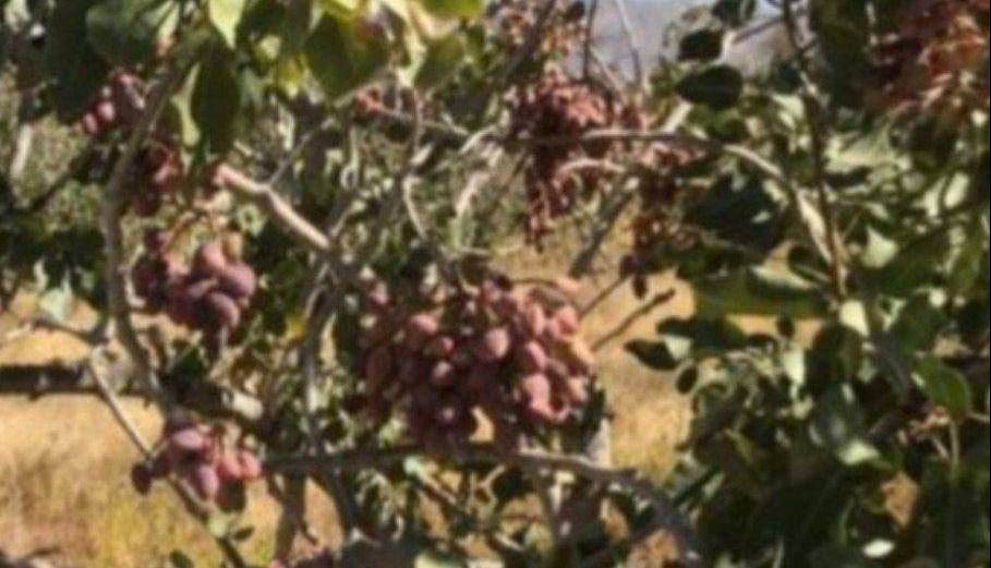برداشت بیش از 3 هزار تن پسته از باغات شهرستان تفتان