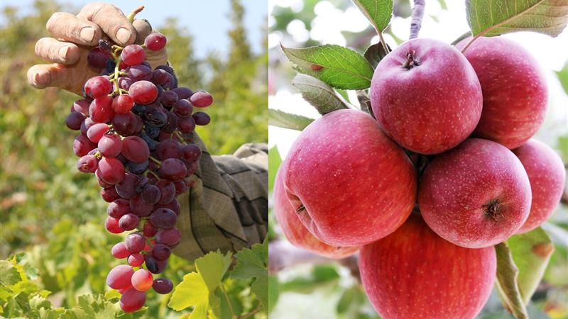فرماندار اردبیل: بخش کشاورزی استان نیاز ضروری به صنایع تبدیلی دارد