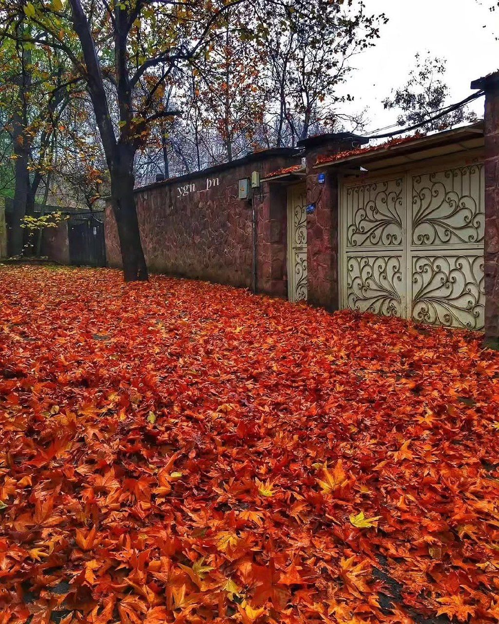 زیبایی کوچه های پاییزی تهران 