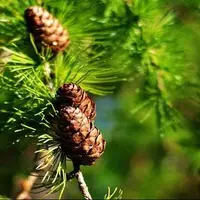 استفاده از برگ کاج به عنوان ردیاب زیستی